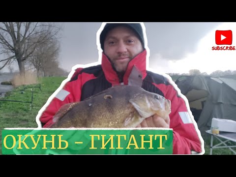 Видео: ОГРОМНЫЙ ОКУНЬ В ГОЛЛАНДИИ !!! Рыбалка на реке MAAS.