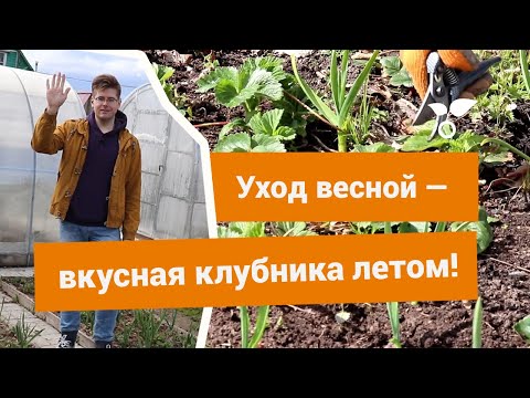 Видео: Уход за клубникой весной — готовим её к плодоношению правильно