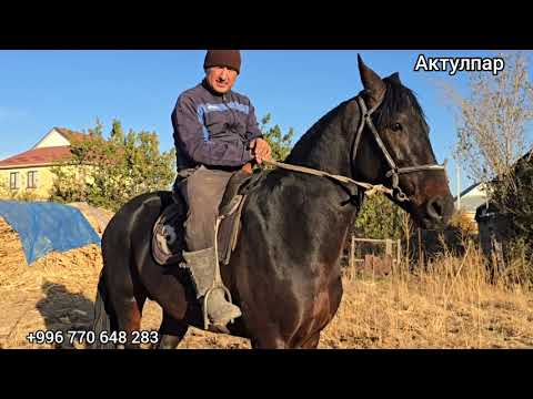 Видео: Бугун 13 ноября 2025 кара байырдын карасынан сатылат #horse #атбазар #продажалошадей #rek 
