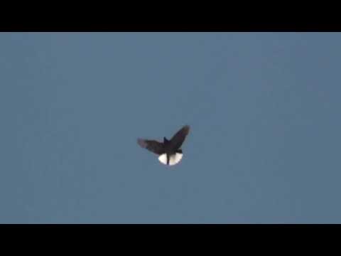Видео: Чиє ж небо?