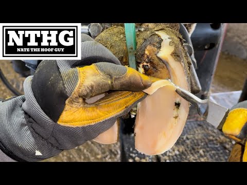 Видео: Вы можете видеть, как они оба двигаются