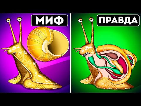 Видео: 24 факта о животных, которые на самом деле являются выдумкой!