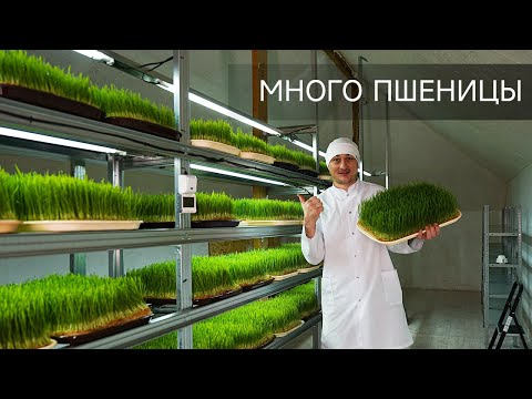 Видео: Много пшеницы на ВИТГРАСС. Как замочить, прорастить и вырастить зерно (пшеницу) ?