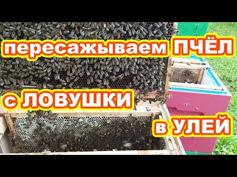 Видео: ПЕРЕСАЖИВАЕМ пчел с ЛОВУШКИ в УЛЕЙ ! Как пересадить рой пчёл с ловушки в улей !