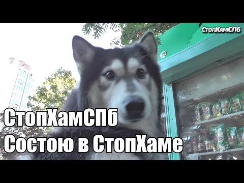 Видео: СтопХамСПб - Состою в СтопХаме