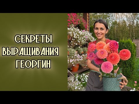 Видео: САД в СЕНТЯБРЕ! Как выращиваю георгины #милыйдом