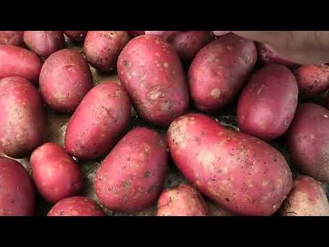 Видео: Картофель БАЛТИК РОУЗ в разрезе и на вкус