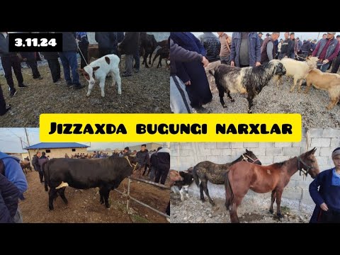 Видео: JIZZAX OSIYO MOL QO'Y BOZORI NARXLARI ЖИЗЗАХ ОСИО ЧОРВА МОЛ БОЗОРИ НАРХЛАРИ #жиззах #rek #ozod