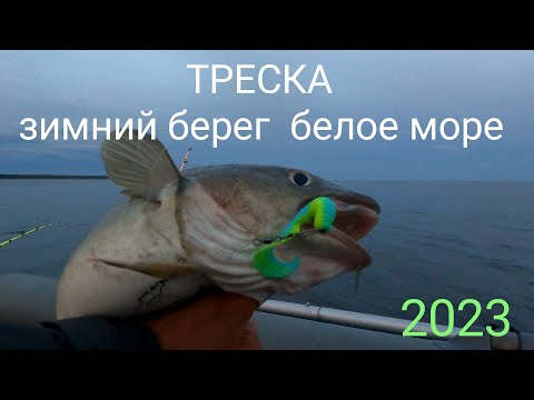 Видео: Треска и камбала на зимнем берегу Белого моря.Рыбалка с ночёвкой.