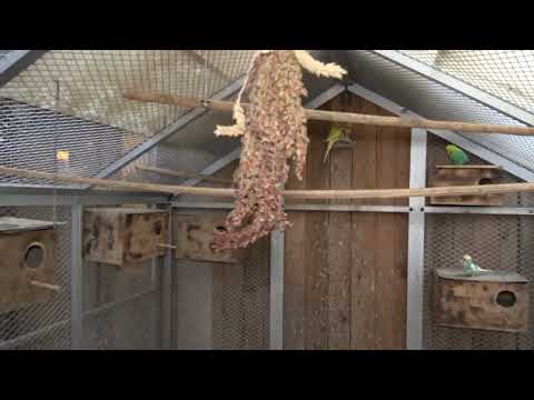 Видео: "Проверяю гнёзда волнистых попугаев. Смотрим, как у них дела!"