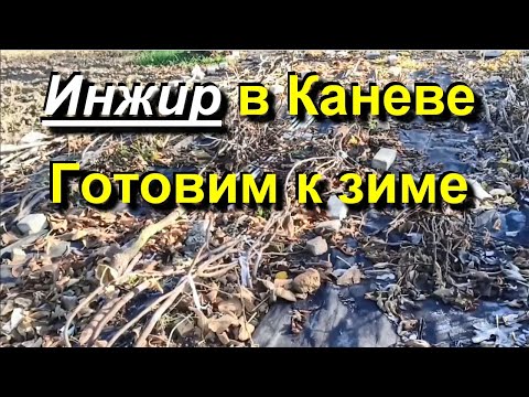 Видео: Инжир в Каневе. Подготовка к зиме. 2024 11 20