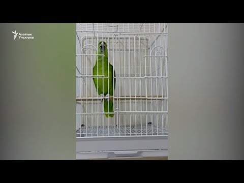 Видео: Куранды кырааты менен окуган тоту куш