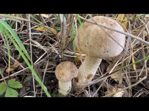 Видео: За грибами в дачный лес. #хантымансийск  #загрибами #дачавсибири #грибнойпоход