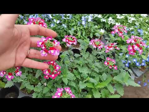 Видео: Обзор теплицы