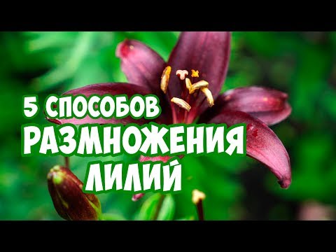 Видео: Размножение Лилий 🌸 5 Способов Посадки луковиц 🌺 Выращивание лилий