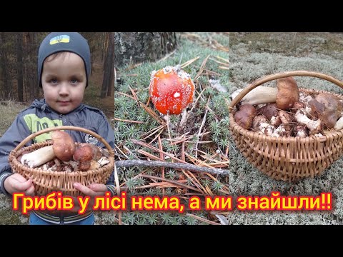 Видео: Прогулянка лісом.Максим у захваті.