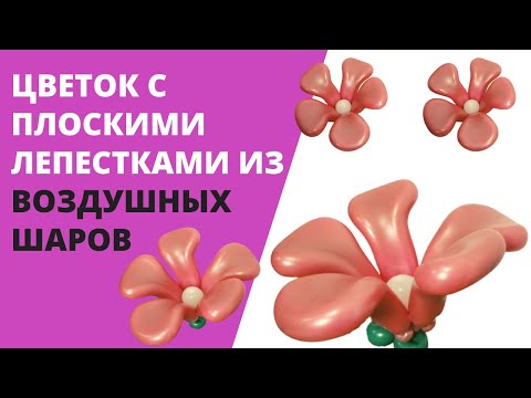 Видео: Цветок с плоскими лепестками из воздушных шаров