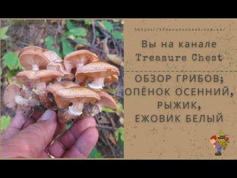 Видео: Обзор грибов; Опята осенние, Рыжики, Ежовик белый