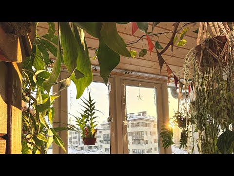 Видео: Перестановка на балконе с растениями / Обзор коллекции комнатных растений