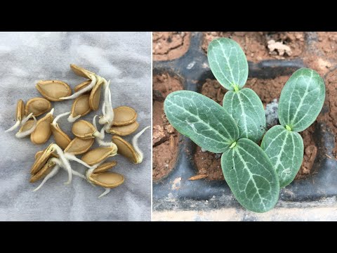 Видео: Как вырастить тыкву из семян в домашних условиях | Способ размножения тыквы семенами