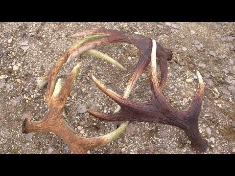 Видео: Поиск рогов лося весной. Лесные находки.