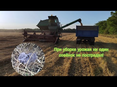 Видео: Уборка урожая пшеницы 2022. "Таня легла и дала"
