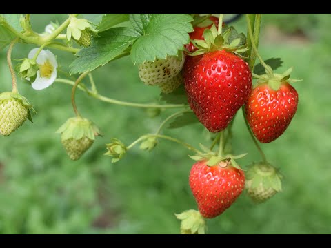 Видео: Клубника – уход за насаждениями клубники в саду
