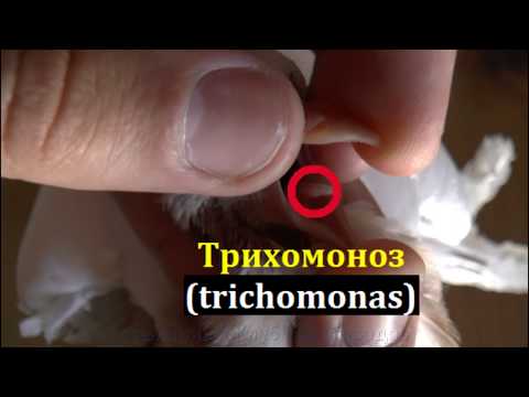 Видео: Самый простой и эффективныи способ лечить ТРИХОМОНОЗ у Голубей