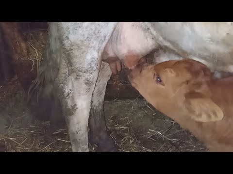 Видео: Вложения денег в деревне. Реальная прибыль.