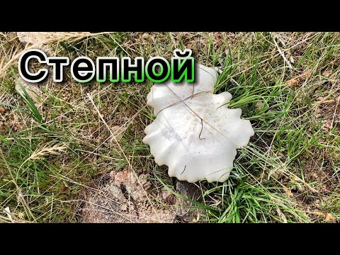 Видео: Первые грибы | 13 апреля 2025