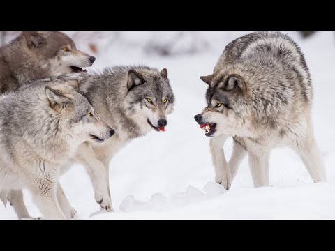 Видео: 🐺/Волки узрели охотника и стали брать его в кольцо/  Случай в тайге/