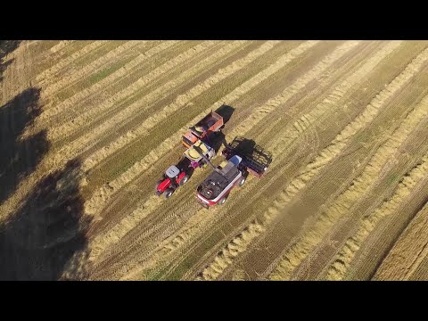 Видео: Уборка зерновых (Плющение зерна) 2020г  Murska W-max 20c