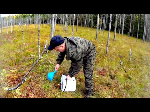 Видео: БЫСТРЫЙ СПОСОБ СБОРА КЛЮКВЫ /ТАЙГА / ПОХОД / КЛЮКВА / ГРИБЫ