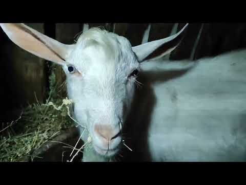 Видео: Самые лучшие кормушки для коз под сено! Вот так и живём...