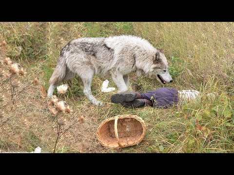 Видео: Невестка бросила умирать свекровь в лесу ради наследства, но её нашел огромный волк