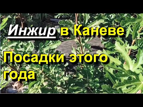 Видео: Инжир в Каневе. Новые сорта посаженные в этом году. 2024 10 15