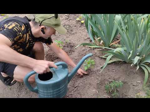 Видео: Влог Спасаєм перець