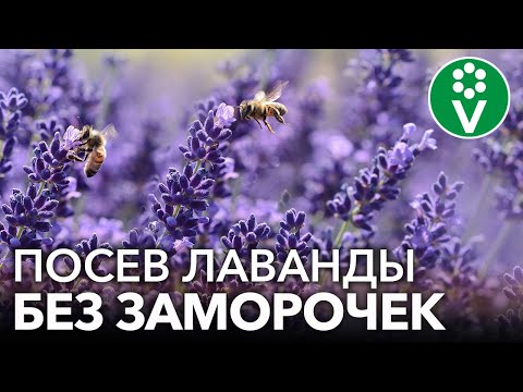 Видео: ЛАВАНДА ВСХОДИТ ЩЕТКОЙ! Самая полная инструкция по выращиванию лаванды из семян