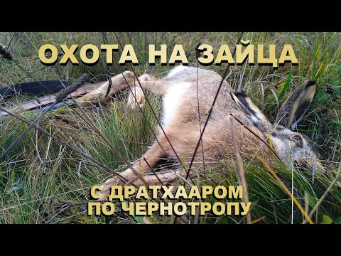 Видео: ОХОТА НА ЗАЙЦА.  2020 - 2021  С ДРАТХААРОМ ПО ЧЕРНОТРОПУ.