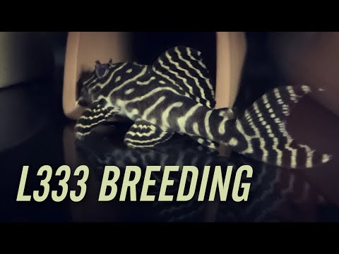 Видео: L333 Разведение королевского тигра Плеко