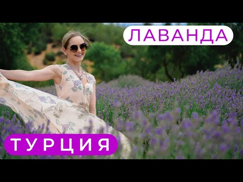 Видео: Лавандовые поля в Турции/Наш дом в Аланьи