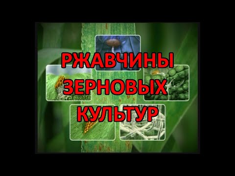 Видео: Бурая ржавчина  (Puccinia recondita) и другие ржавчины зерновых культур