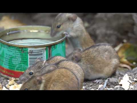 Видео: Впервые пять мышей в одном кадре. Зарисовка / For the first time, five mice in one frame. A sketch