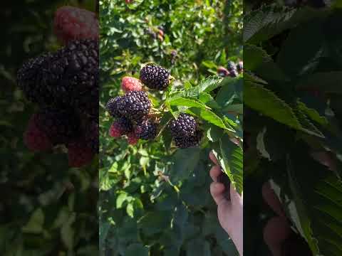 Видео: Гран-Прі такій смачній ягоді!🍇