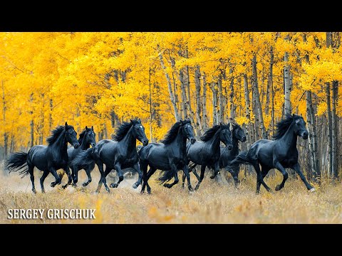 Видео: Осень - Красивая музыка для души! Романтическая расслабляющая музыка! Music by Sergey Grischuk.