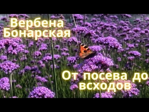 Видео: Вербена Бонарская.  От посева до всходов.