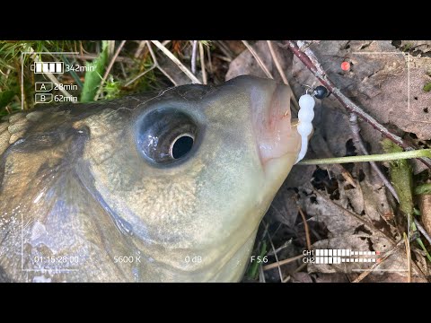 Видео: Король пруда не устоял! Мормышинг с Чикой