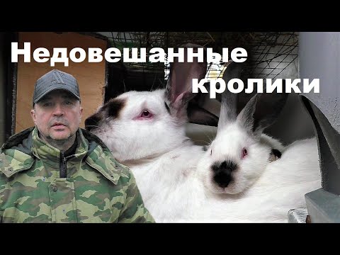 Видео: КРОЛЬЧАТА ПРОСТАЯ ТЕОРИЯ РОСТА Кролики содержание и разведение