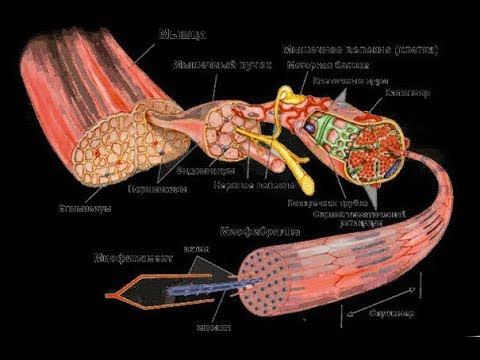 Видео: Тренировки по НАУКЕ - Часть 1 - ГИПЕРПЛАЗИЯ МИОФИБРИЛЛ В ГЛИКОЛИТИЧЕСКИХ МВ