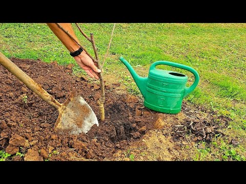 Видео: Вот как сажают фруктовые деревья! Правильная глубина, подкормка и время посадки!